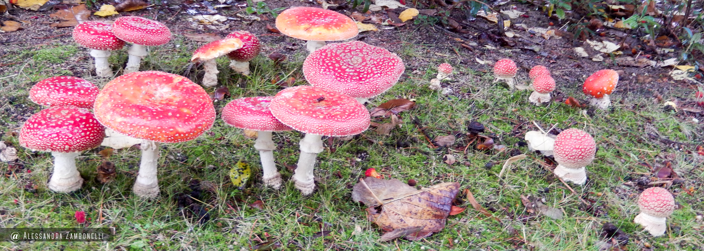 Amanita muscaria Giornate della CEMM ad Aiaccio