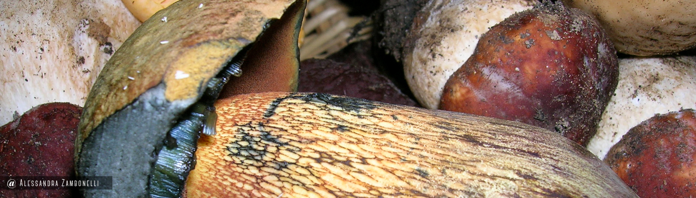 Boletus luridus