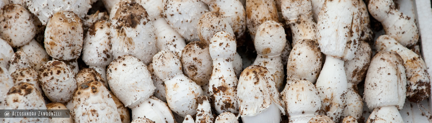 Coprinus comatus. Esemplari in vendita in Cina