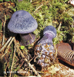 Cortinarius violaceus