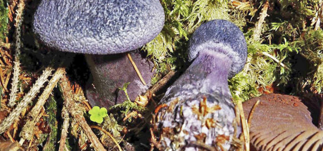 Cortinarius violaceus