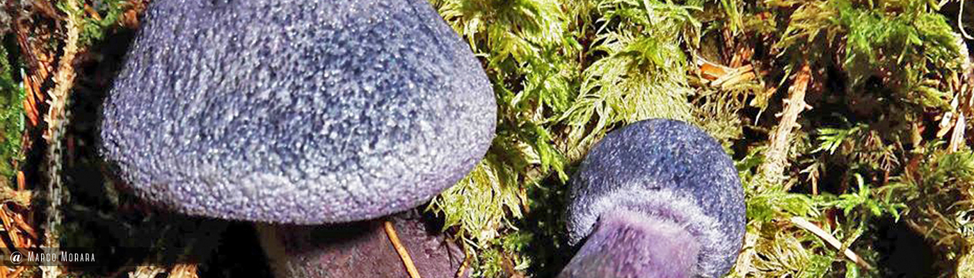 Cortinarius violaceus