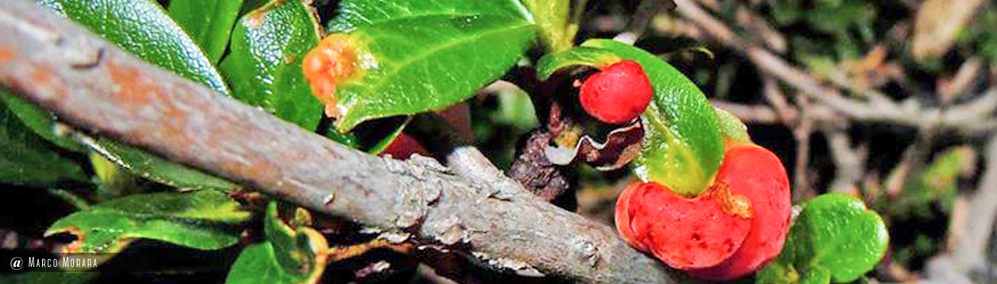 Exobasidium rhododendri