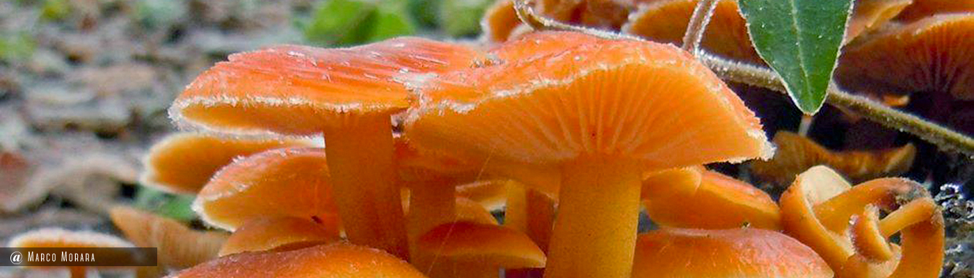 Flammulina velutipes