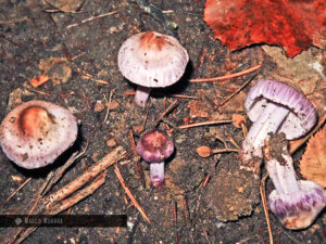 Inocybe geophylla var. lilacina