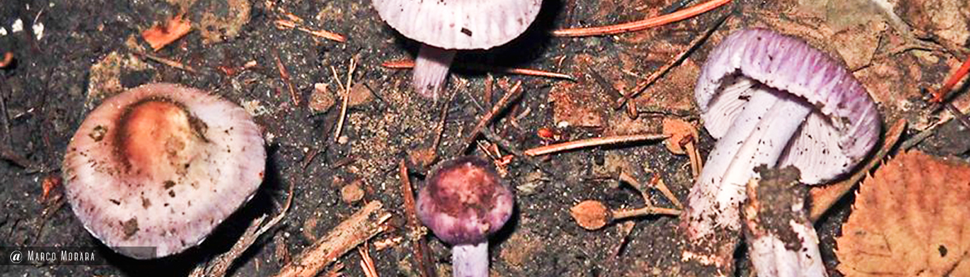 Inocybe geophylla var. lilacina