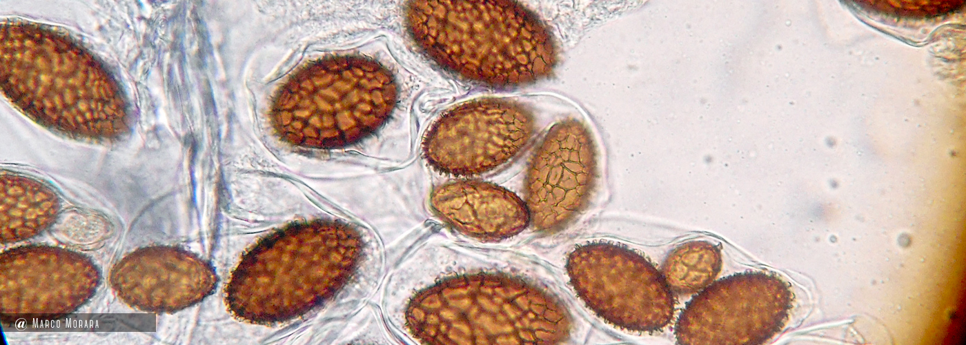 Tuber macrosporum Spore al microscopio ottico